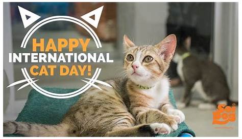 Celebrate World Cat Day 2022 with a history lesson, significance, and a