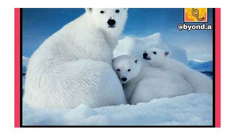 Worlds Hardest Riddles With Answers Polar Bear The Best Funny Teasers And Hard For Kids And