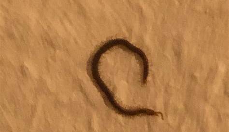 Langer dunkler Wurm im Haus gefunden, was könnte es sein? (Raupe)