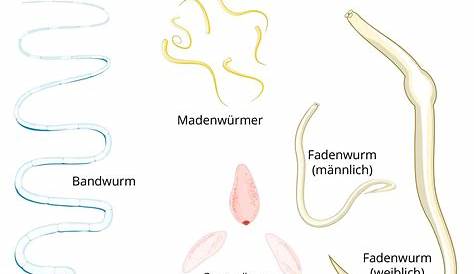 Schmarotzer: Parasitäre Würmer können den Menschen heilen - WELT