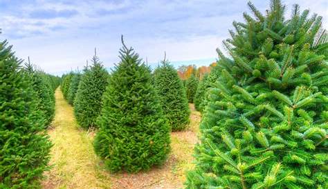 10 Things to do with your used Christmas Tree MyNature Apps