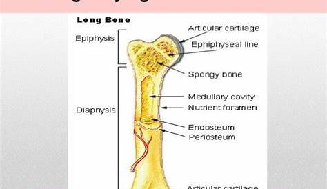 Jenis-jenis Tulang Badan Manusia