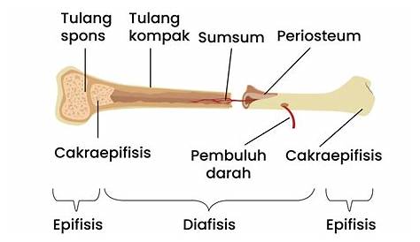 Tulang Pipa: Fungsi, Struktur, Contoh, dll - DokterSehat