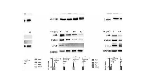 YAP phosphorylation at Ser128 by NLK attenuates phosphorylation at