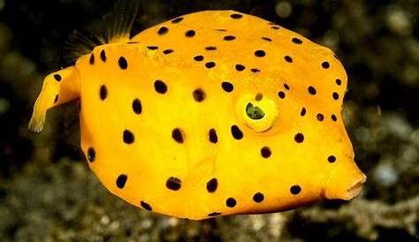 Yellow Fish with Black Spots | Flickr - Photo Sharing!
