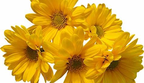 Yellow Flowers PNG 2 Transparent Background PNG - PNG #2520 - Free PNG