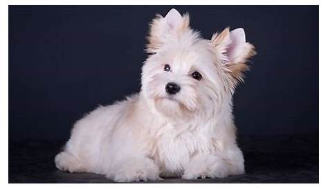 Yorkshire Terrier Mini Blanco Boy In Enfield, London Gumtree