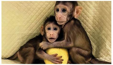 Zhong Zhong & Hua Hua - the first cloned macaque monkeys - YouTube