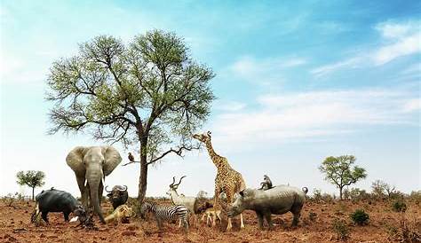 Voir des Animaux en Afrique du Sud : Quelle Réserve ou Parc