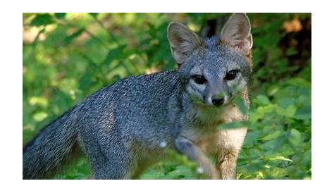 Segundo ataque de un zorro gris en el sur de Arizona