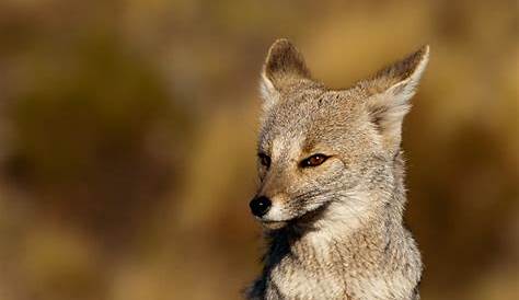 Zorro gris en Merlo, San Luis | Un grupo de zorros grises, a… | Flickr