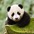 3d animals giant panda