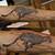 Cheetah Tattoos