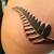 Nz Silver Fern Tattoo Designs