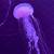 aesthetic purple jellyfish