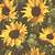 aesthetic sunflower wallpaper iphone