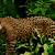 amazon rainforest animals video