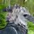 amazon rainforest harpy eagle