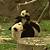 animal gif panda