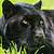 animal panther gifs 4k