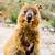 animal quokka