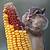 animals eating corn gif