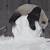 animals playing in snow funny gif