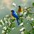 animated clipart bird gif