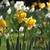 animated daffodils gif