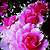 animated flower images gif