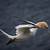 animated gannet of the genus sula gif