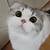 animated gif cat meow