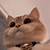 animated gif cats licking