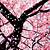 animated gif cherry blossom