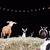 animated gif dancing goats