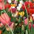 animated gif tulip