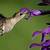 animated hummingbird gif wikimedia commons