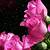 animated pink roses gif