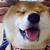 animated shiba gif