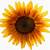 animated sunflower.png