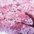 anime cherry blossoms in water gif