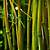 arbre bambou