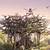 arbre herons