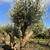 arbre olivier à vendre