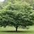 arbre rustique croissance rapide