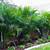 areca palm landscape design