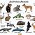 australia wild animals list