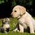 baby cat and dog images