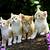 baby cat images hd