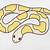 ball python snake drawings